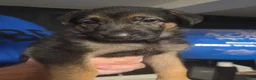 German Shepherd dogs for sale: German shepherd pups in Huddersfield - Advert 7