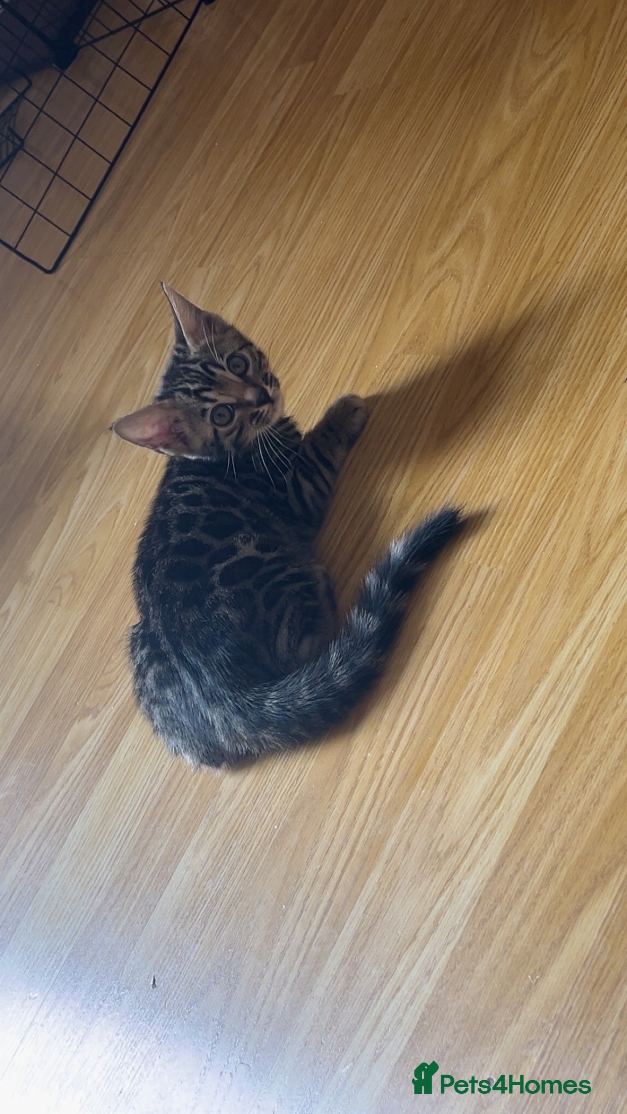 Bengal cats 😻Glitter genes Bengal’s ready naw 🐆 - Advert 2