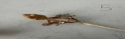 Gecko reptiles for sale:  Lilly white Crested gecko babies - Advert 19