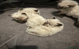 Ragdoll cats for sale: Ragdoll - Image 3