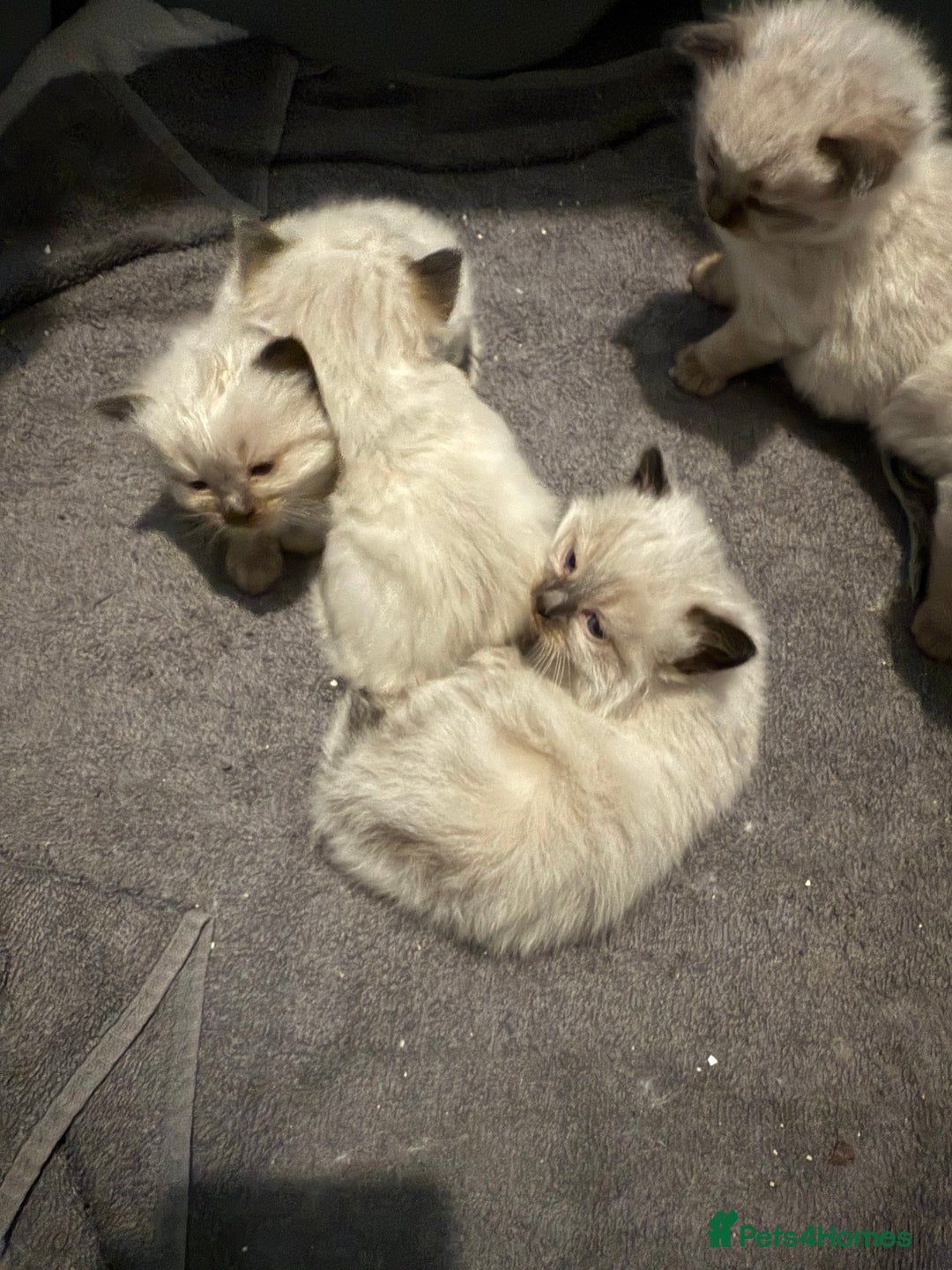 Ragdoll cats for sale: Ragdoll - Image 3