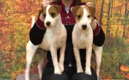 Parson Russell dogs for sale: Champion Bred Parson Puppies in Lanark - Image 9