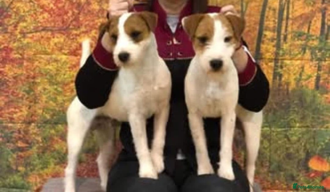 Parson Russell dogs for sale: Champion Bred Parson Puppies in Lanark - Image 9