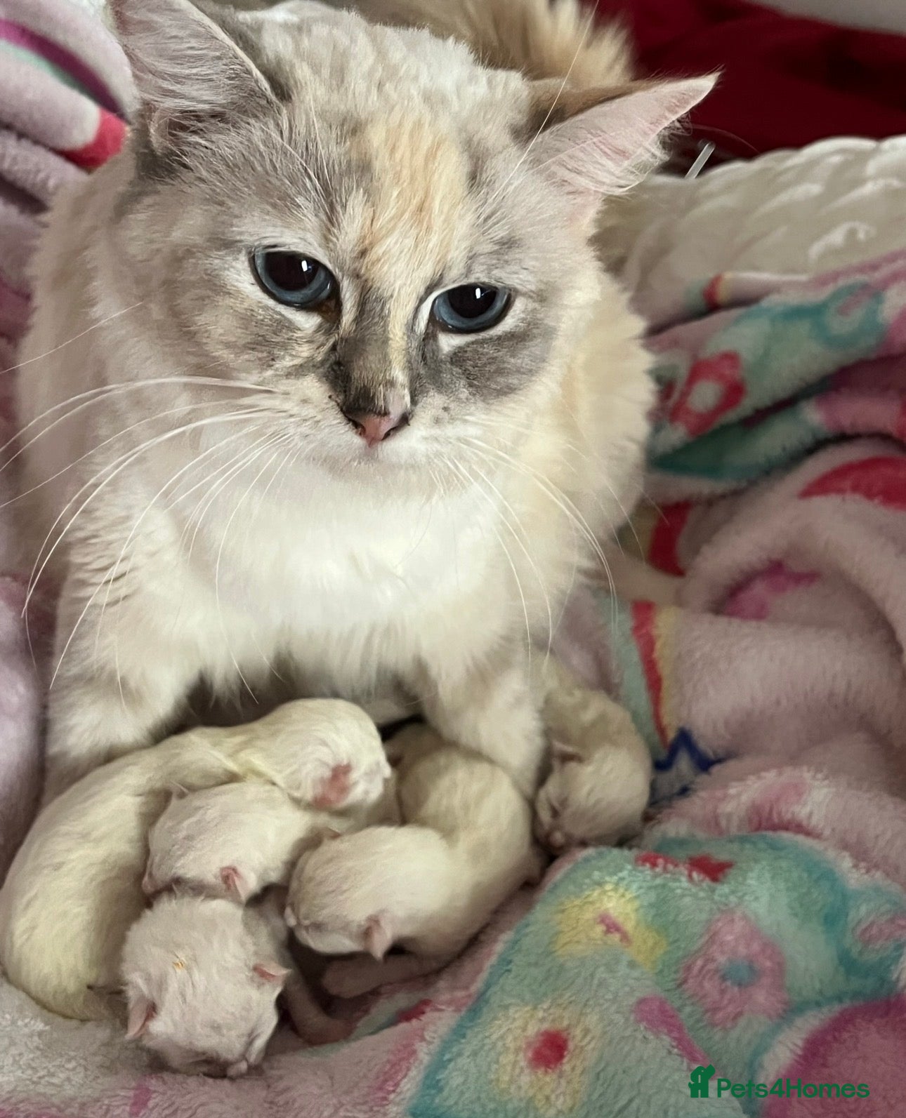 Ragdoll cats for sale: Ragdoll kittens champion breed GCCF show quality  - Advert 4