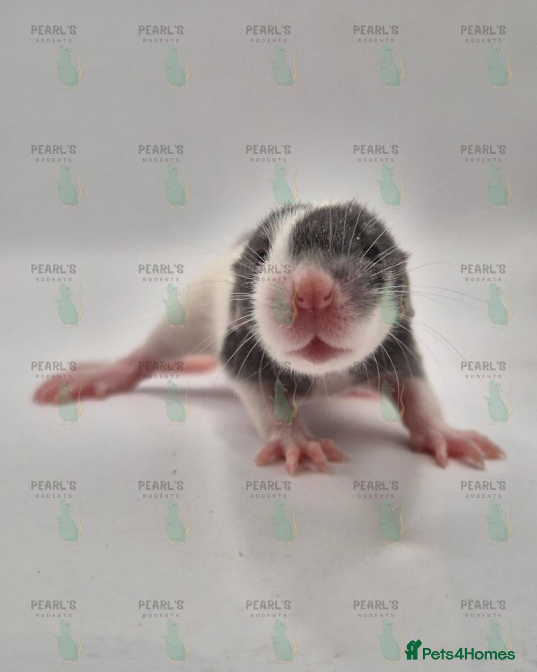 Rat rodents for sale: Our latest litter from Pearls Rodents - Image 9