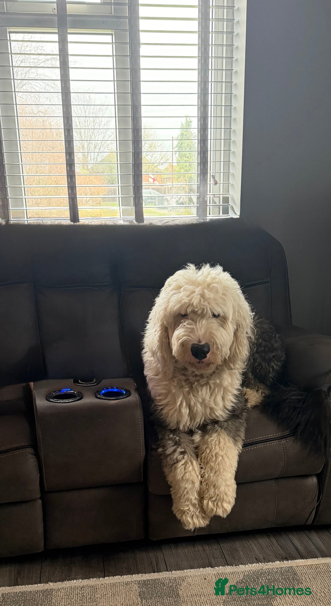 Old English Sheepdog dogs for sale: Old English Sheepdog  - Advert 5