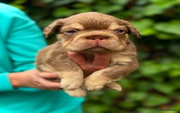 French Bulldog dogs for sale: Visual Fluffy 🧶 New Shade Frenchies 💎  - Image 8