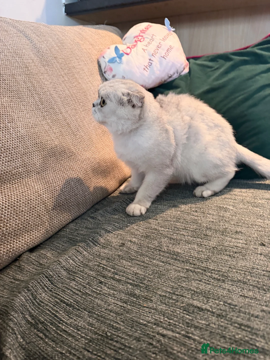 Scottish Fold cats for sale: Scottish fold  - Advert 6