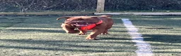 Dogue De Bordeaux dogs for sale: Exceptional KC Dogue de Bordeaux Puppies - Advert 20