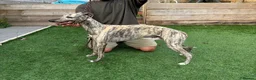 Whippet dogs for sale: Beautiful Whippet Puppies  - Advert 3