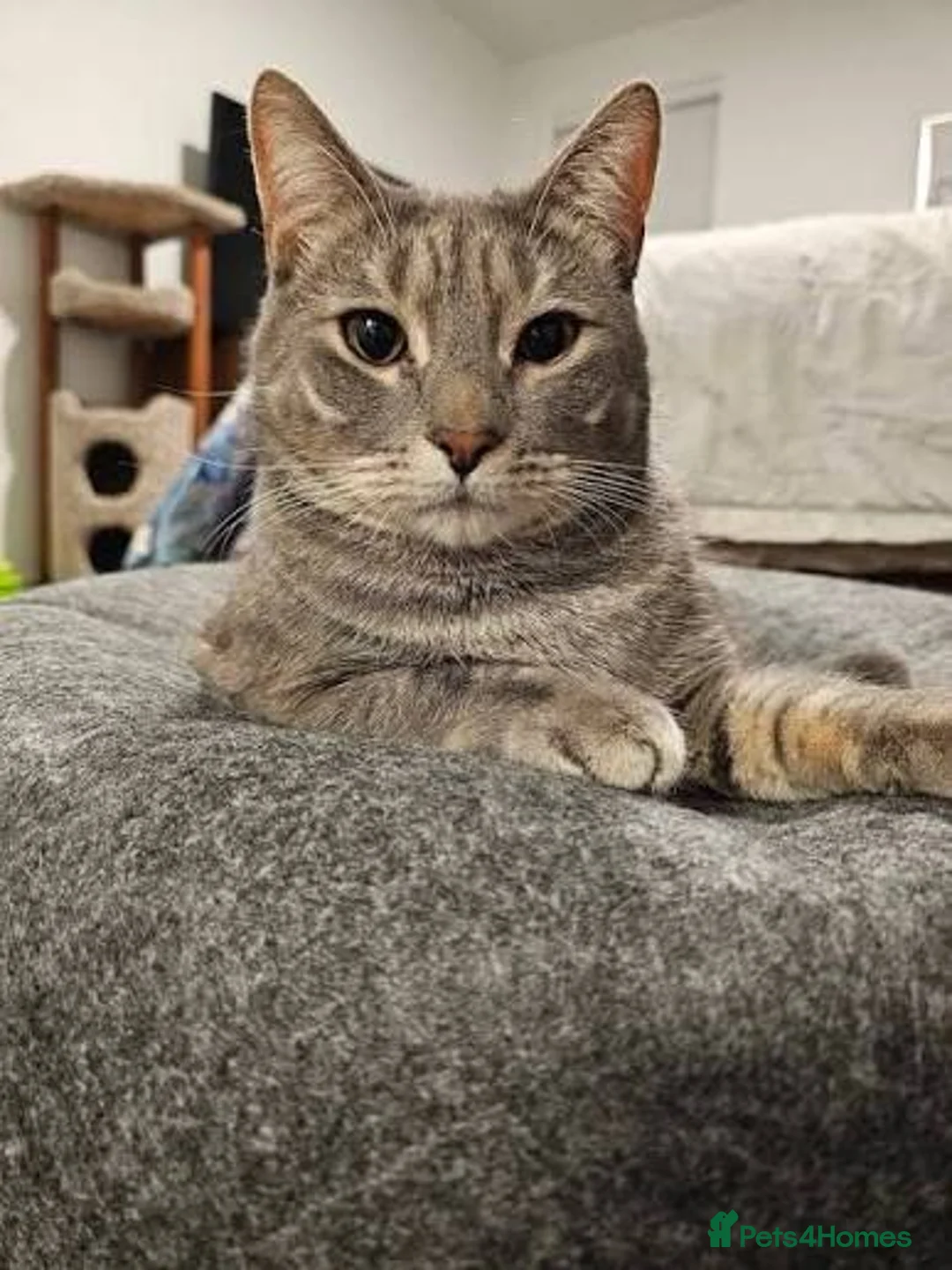 American Shorthair cats for sale: Grey and ginger tabby  - Advert 8