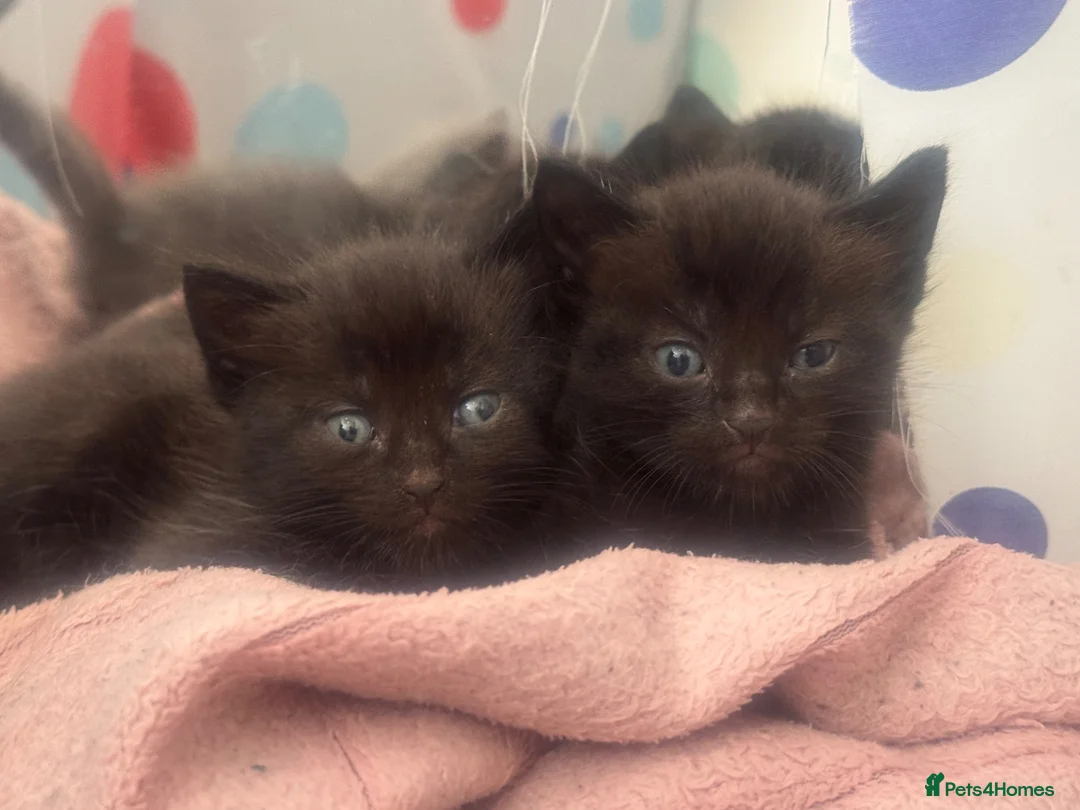 Mixed Breed cats for sale: Domestic short hair x ragdoll - Advert 2