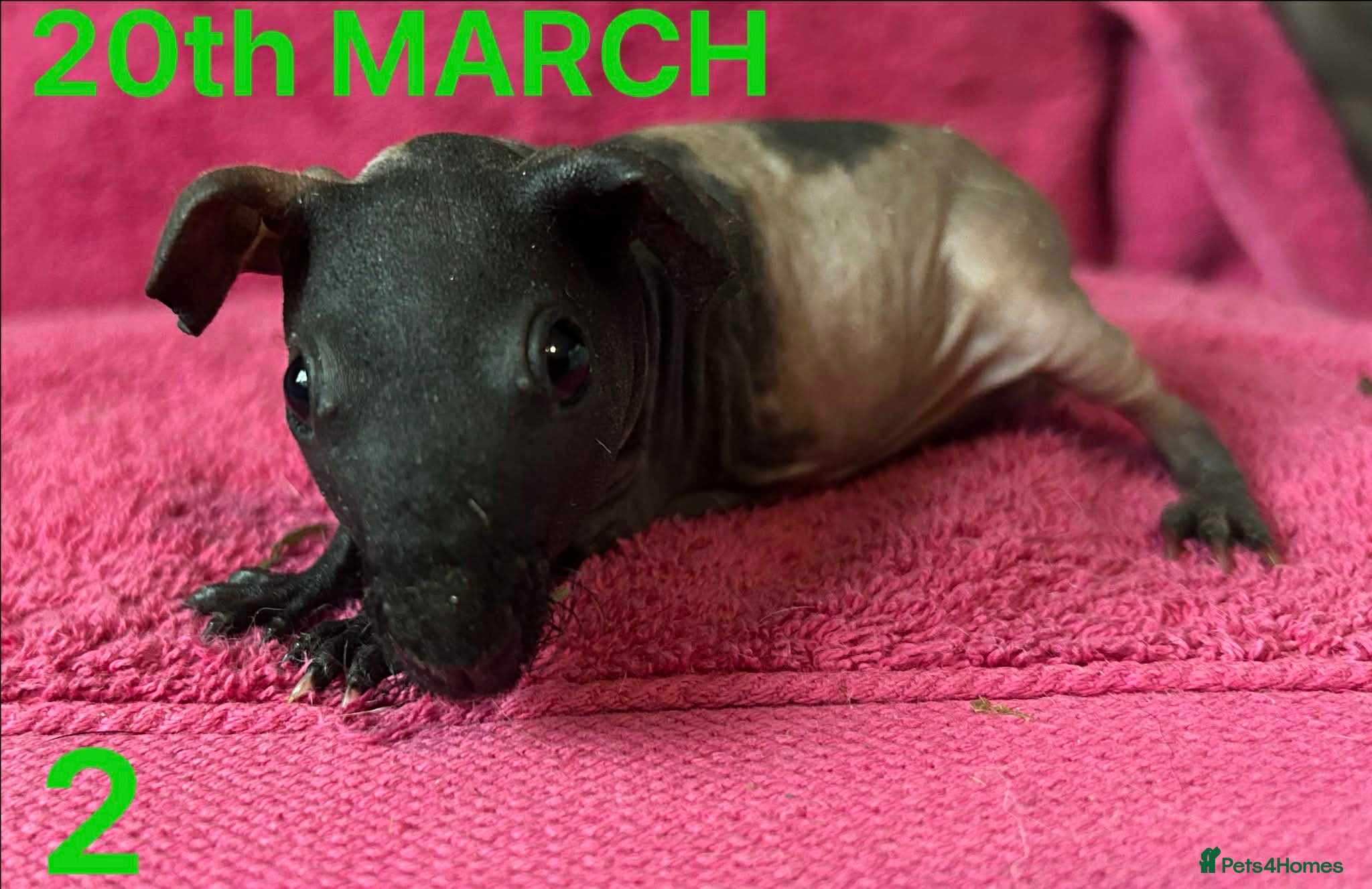 Guinea Pig rodents Skinny Pig Sows.  - Advert 4