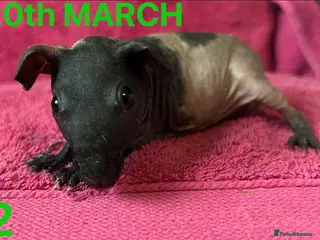 Guinea Pig rodents Skinny Pig Sows. - Advert 1