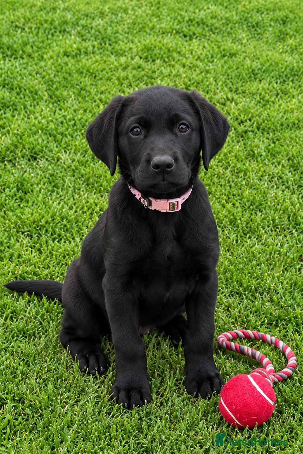 Labrador Retriever dogs Superb Working Labrador Puppies - Advert 2
