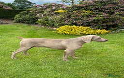 Weimaraner dogs for sale: Quality Weimaraner Puppies - Image 15