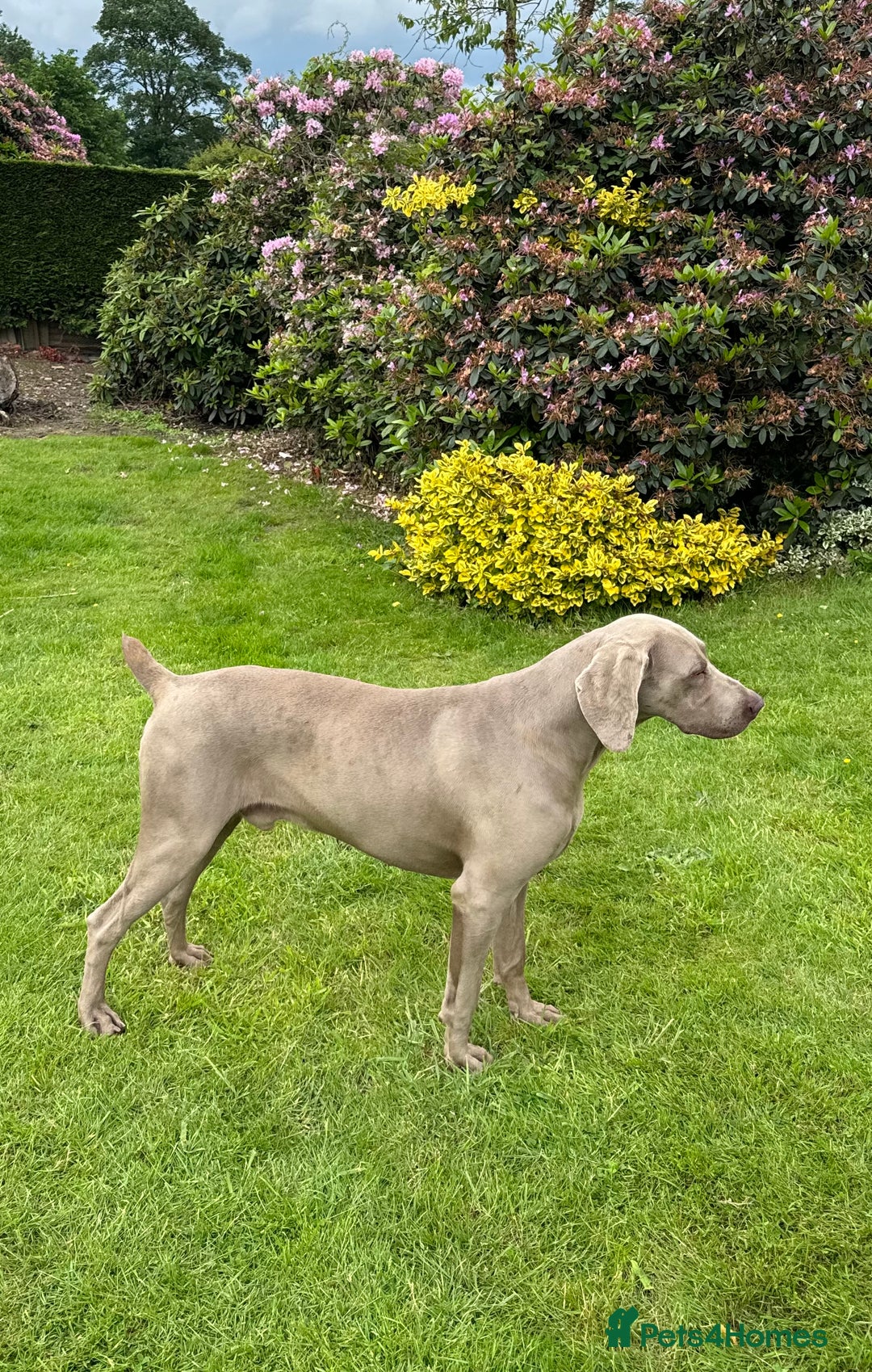 Weimaraner dogs for sale: Quality Weimaraner Puppies - Image 15