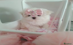 Maltese dogs for sale: 🩷Korean baby girl 🩷 - Image 3