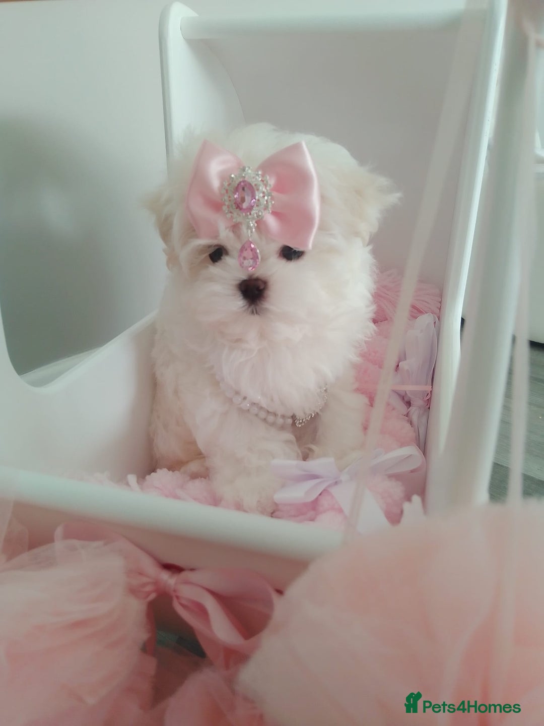 Maltese dogs for sale: 🩷Korean baby girl 🩷 - Image 3