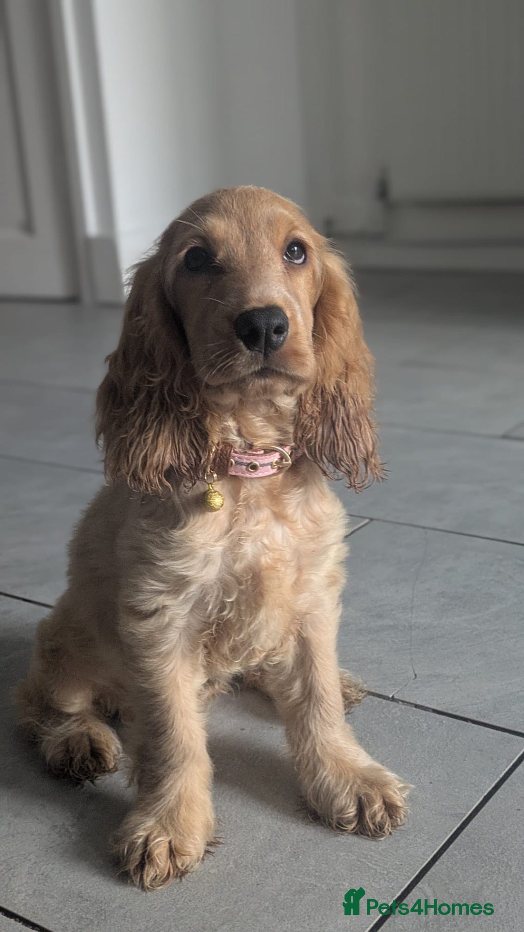 Cocker Spaniel dogs Potentially looking for a new home for my girl - Advert 1