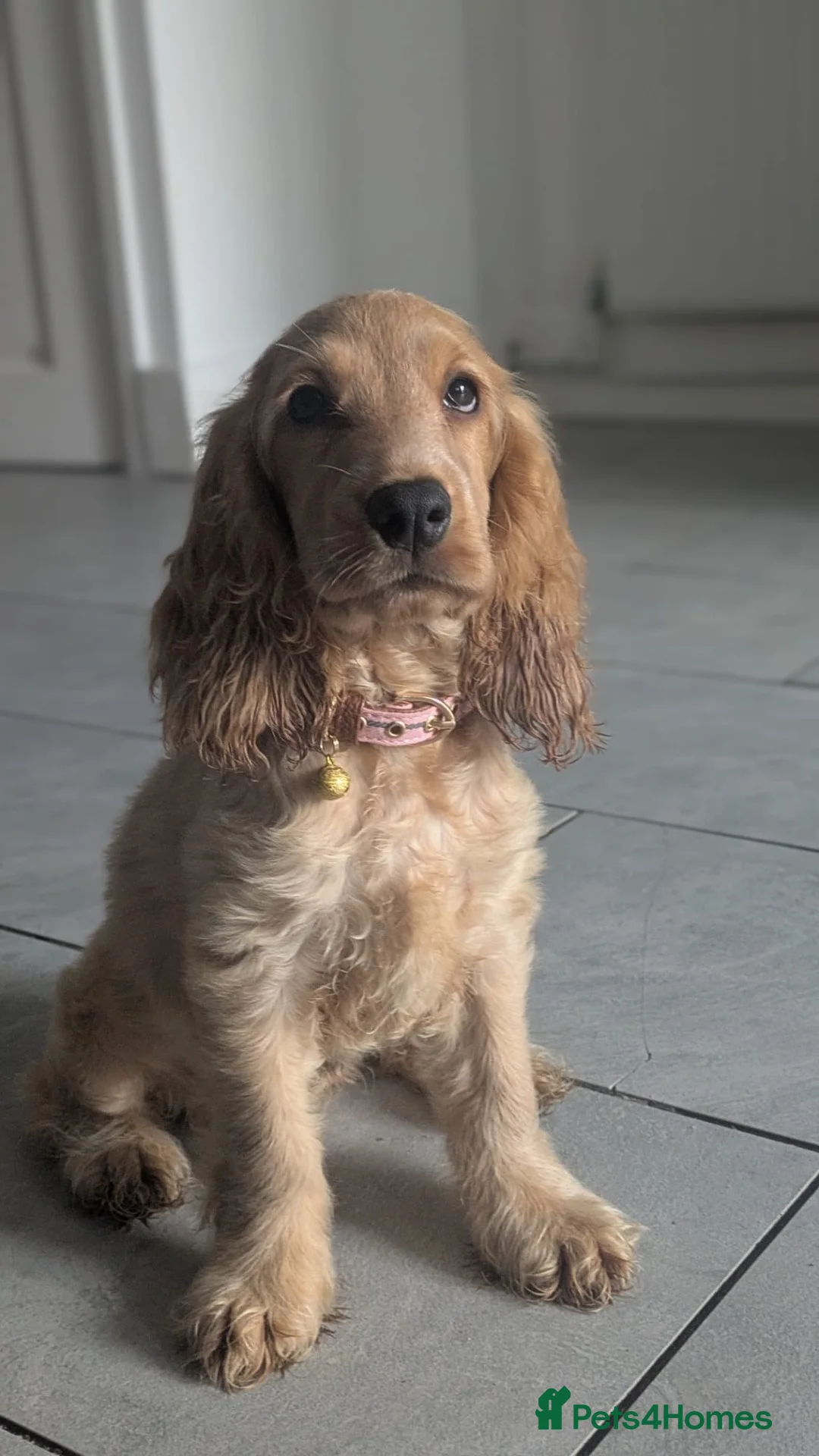 Cocker Spaniel dogs for sale: Potentially looking for a new home for my girl - Advert 1