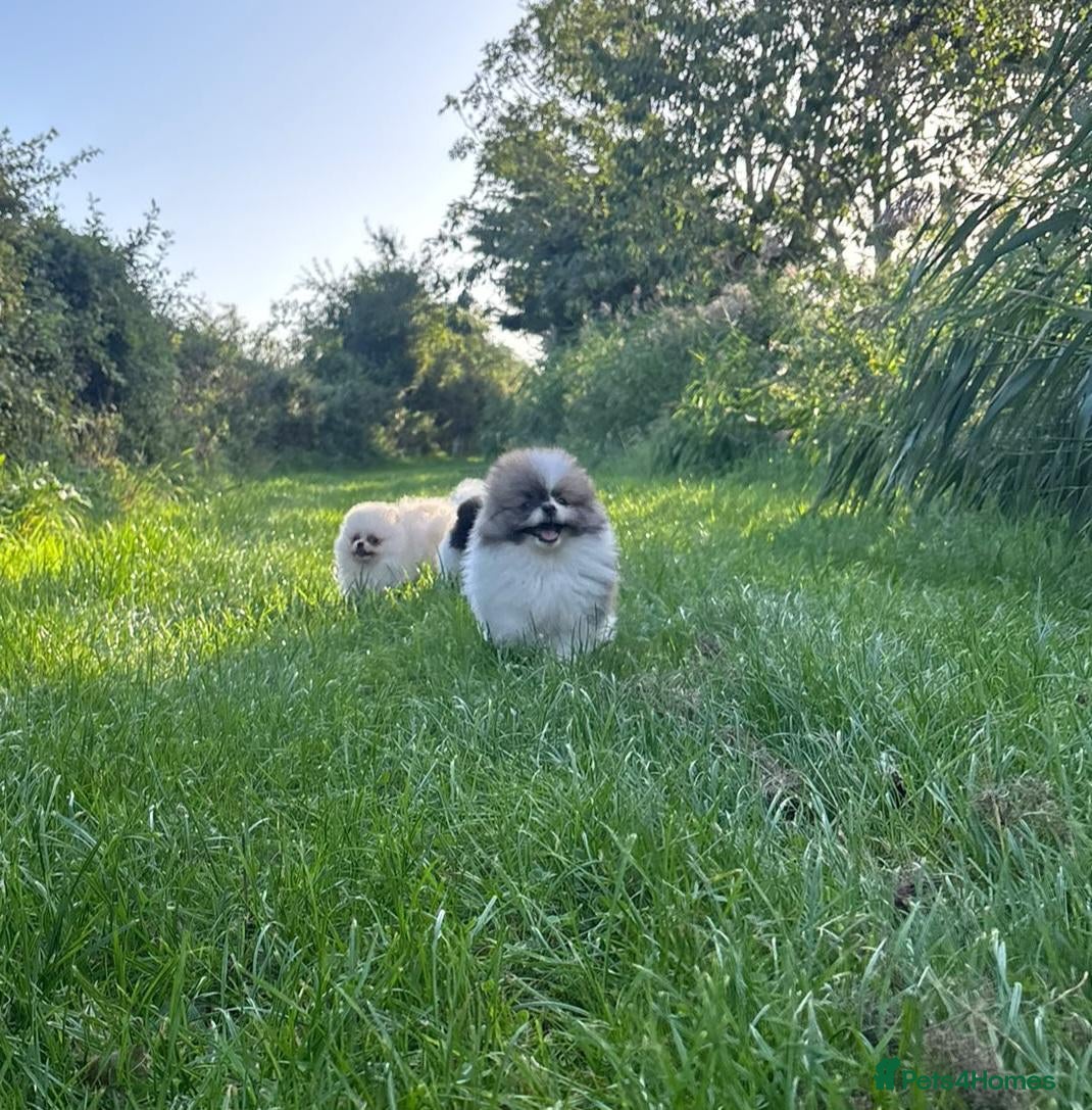 Pomeranian dogs Ready now small pomeranian puppies vaccinated - Advert 2