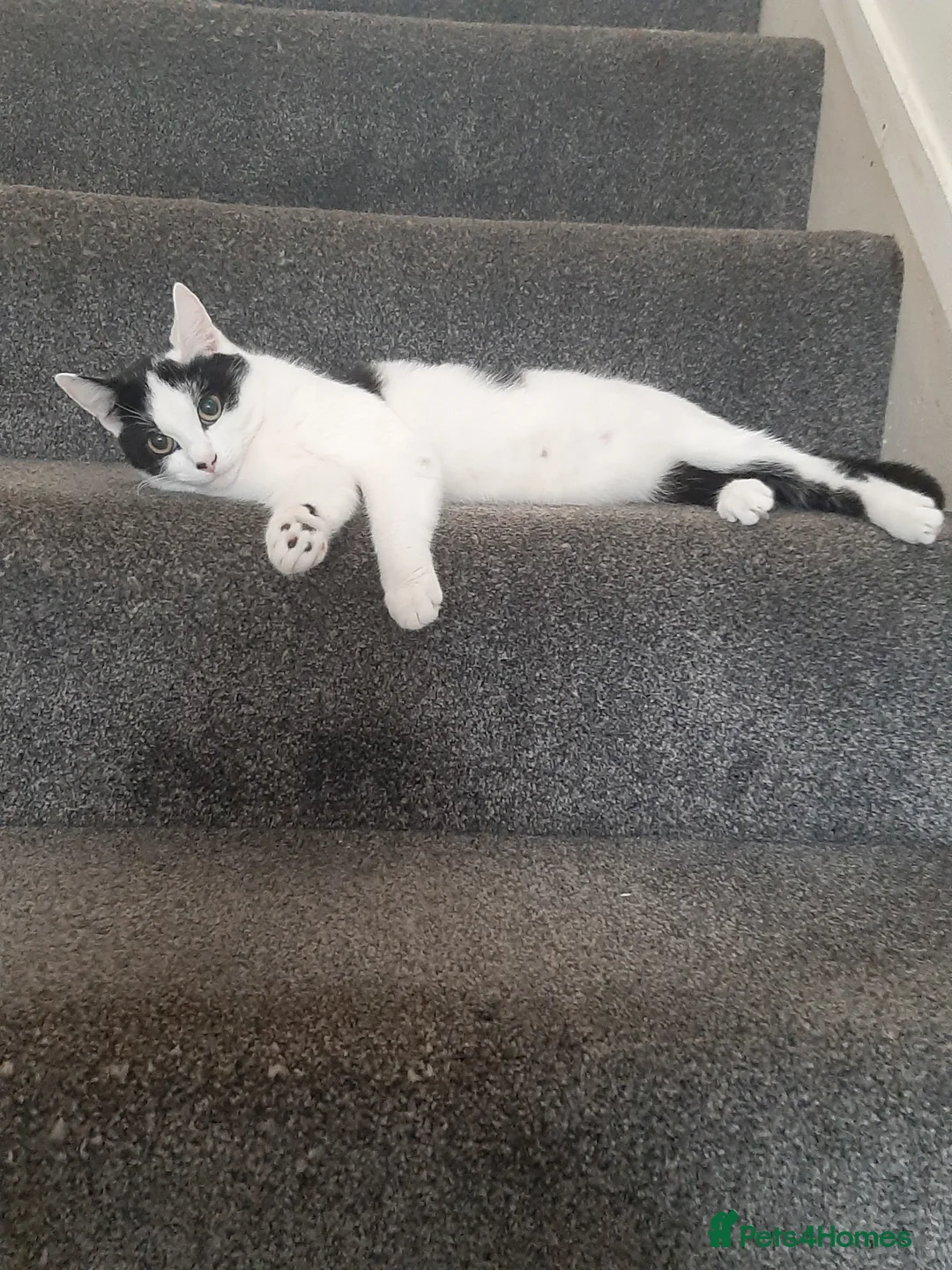 Mixed Breed cats for sale: Going for free because I'm immigrating  - Advert 16