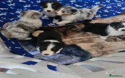 Australian Shepherd dogs for sale: Kc reg austraian shepards  - Image 9