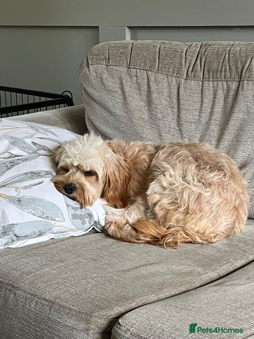Cavapoo dogs for sale: One year old Female Spayed Apricot Cavapoo  - Image 7
