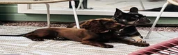 Cocker Spaniel dogs for sale: Working cocker spaniel  in Middlewich - Advert 6