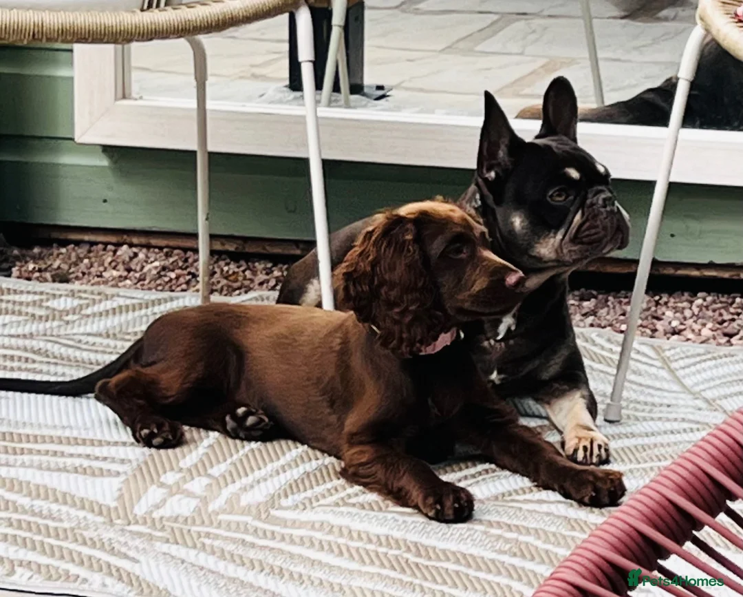 Cocker Spaniel dogs for sale: Working cocker spaniel  in Middlewich - Advert 6