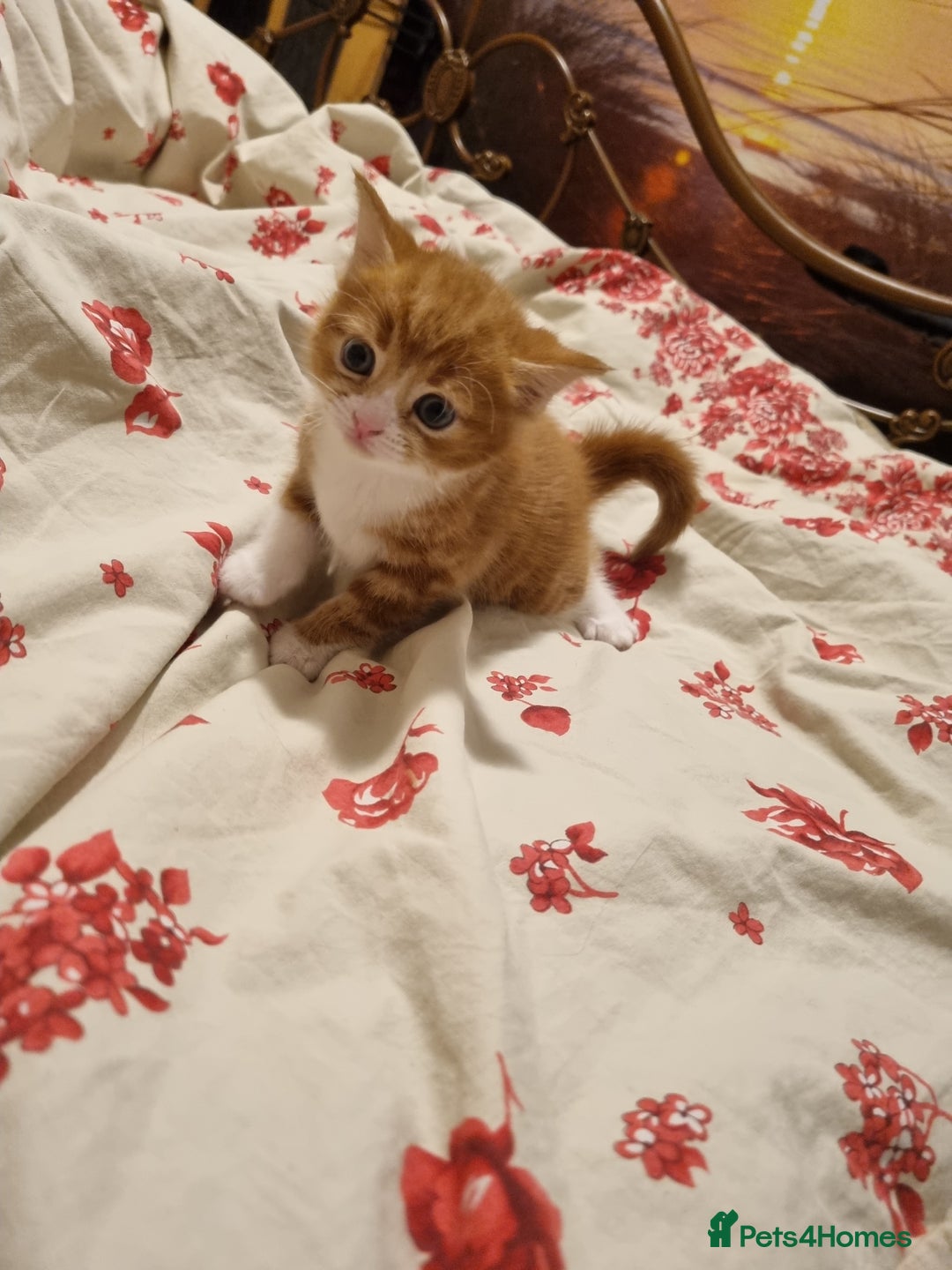 RagaMuffin cats for sale: Gorgeous RagamuffinX  - Advert 4