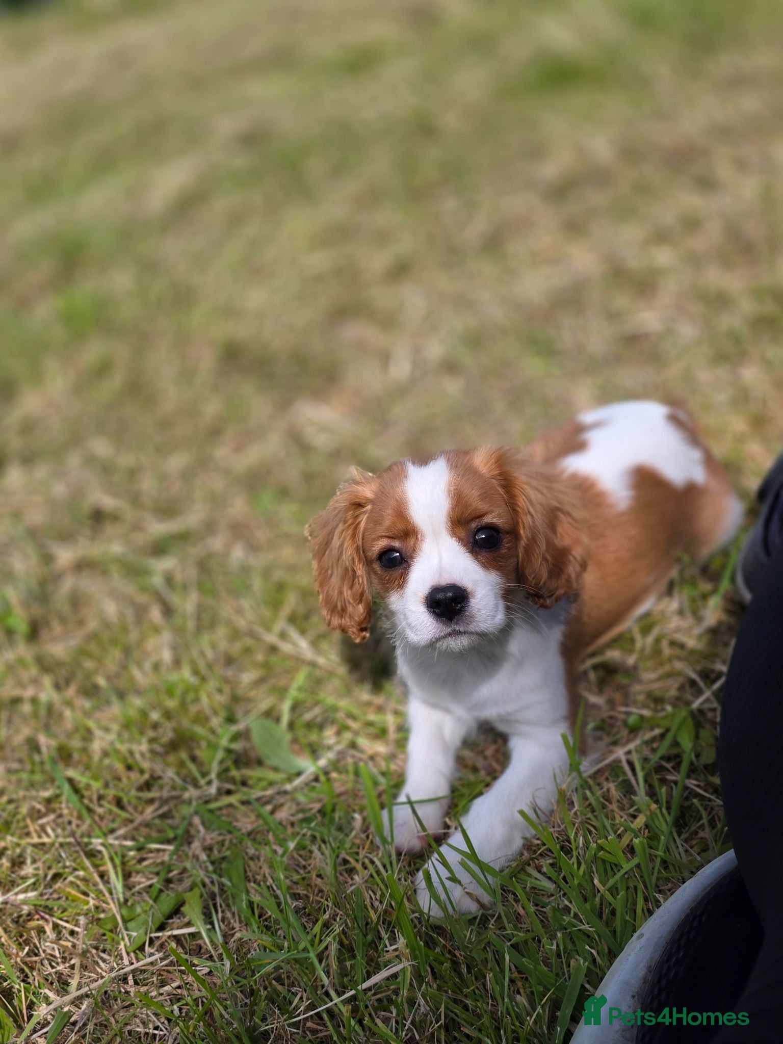 Cavalier King Charles Spaniel dogs Friendly and playful Cavalier Puppies - Advert 2