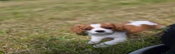 Cavalier King Charles Spaniel dogs for sale: Friendly and playful Cavalier Puppies - Advert 15