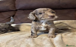 Cockapoo dogs for sale: Stunning cockapoo boys  - Image 9