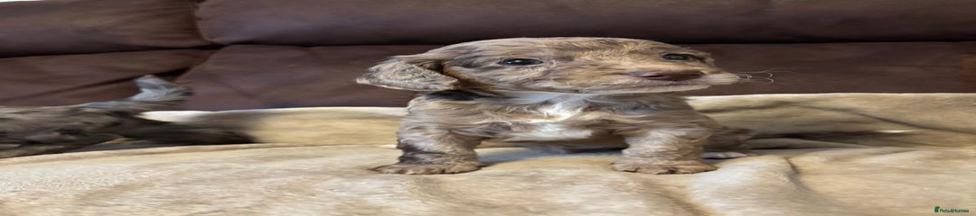 Cockapoo Puppy 5