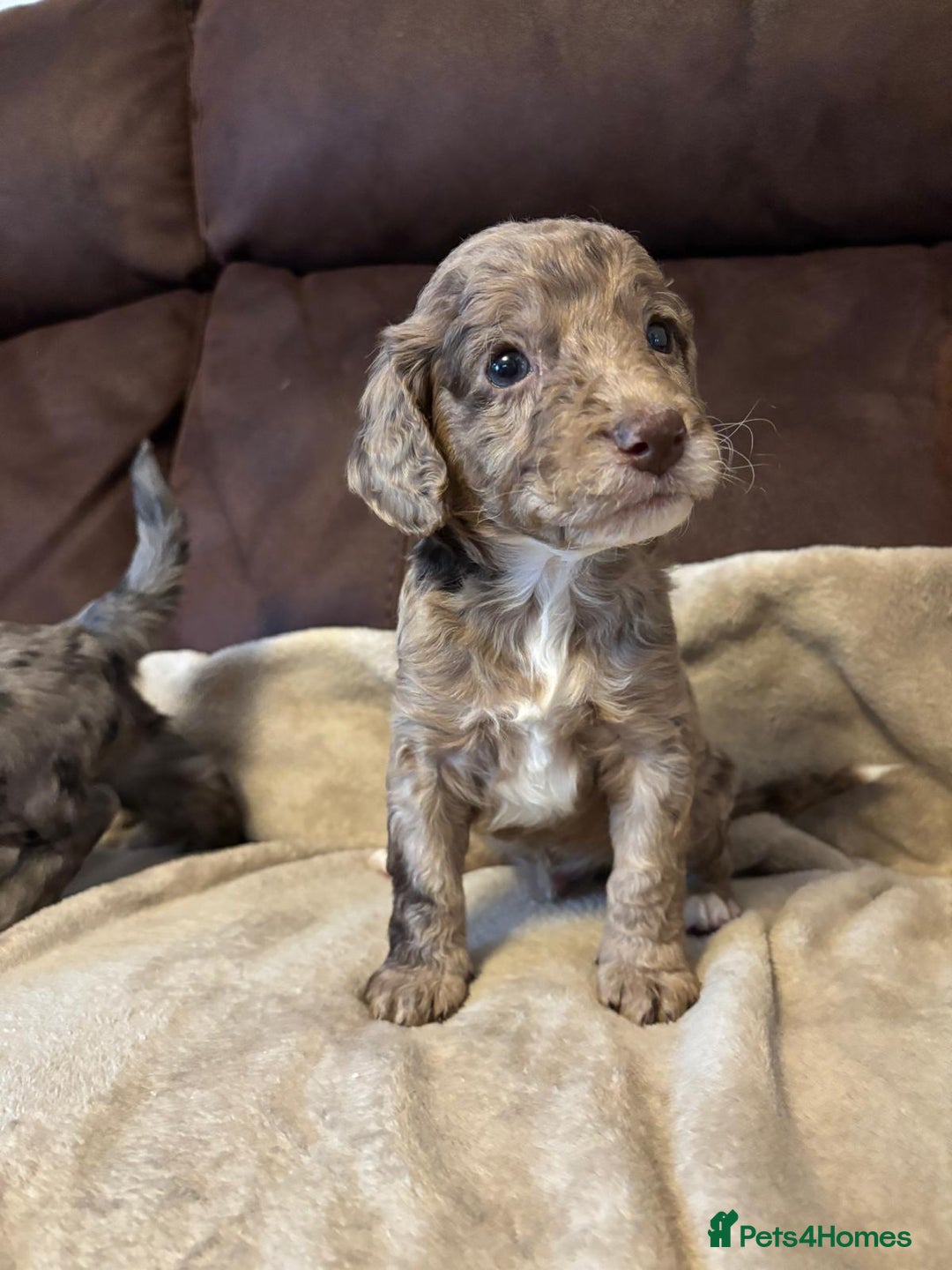 Cockapoo dogs for sale: Stunning cockapoo boys  - Image 9