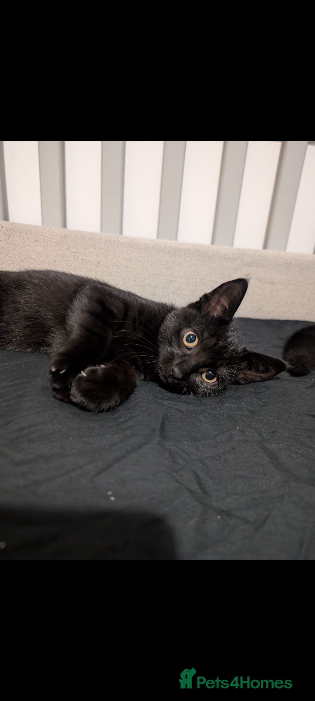 Mixed Breed cats for sale: Black kittens for sale - Advert 3