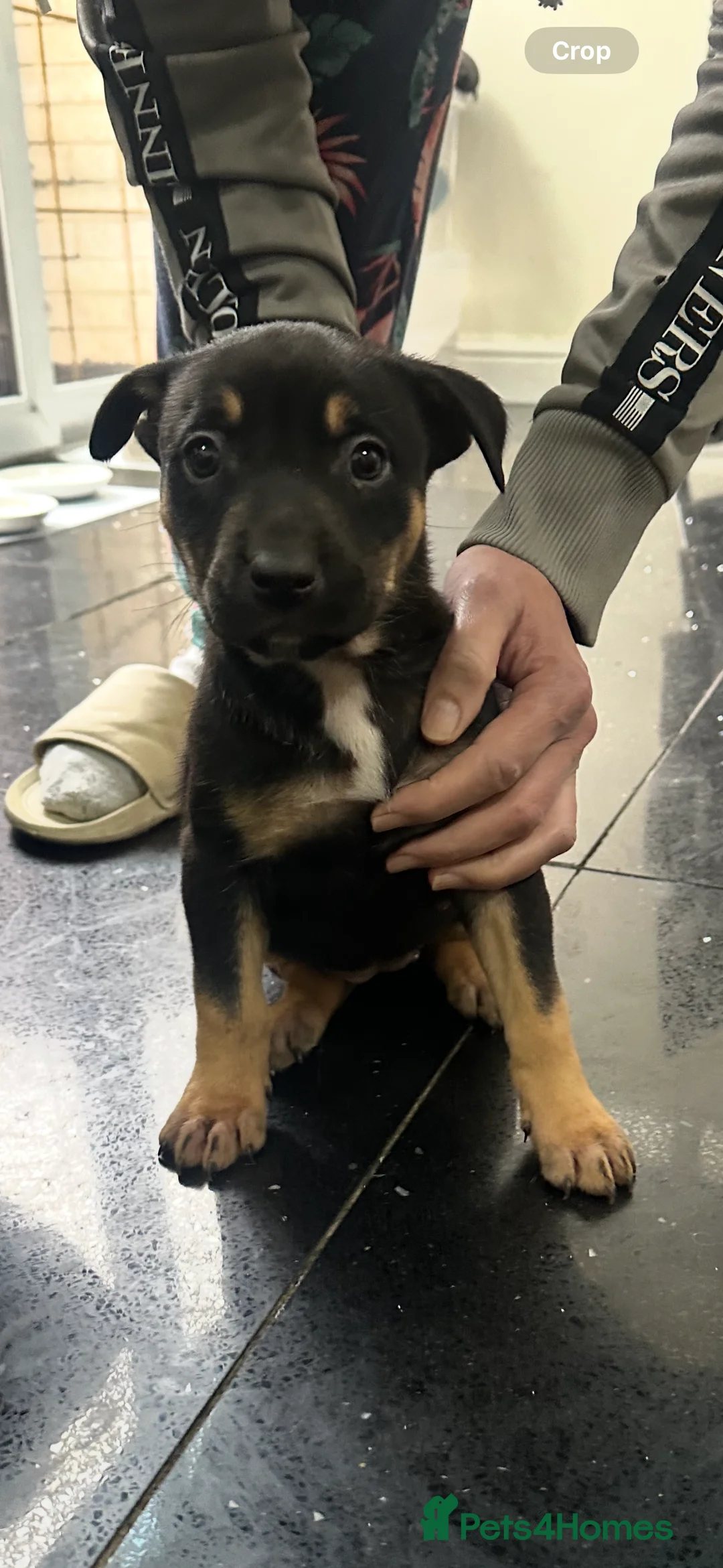 Belgian Shepherd Dog dogs for sale: Bull herder puppies for sale  - Advert 4