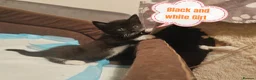 Mixed Breed cats for sale: Adorable kittens are looking for lovely home  - Advert 7