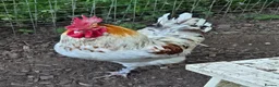 Chickens poultry for sale: Various Types of Maran Cockerels  - Advert 1
