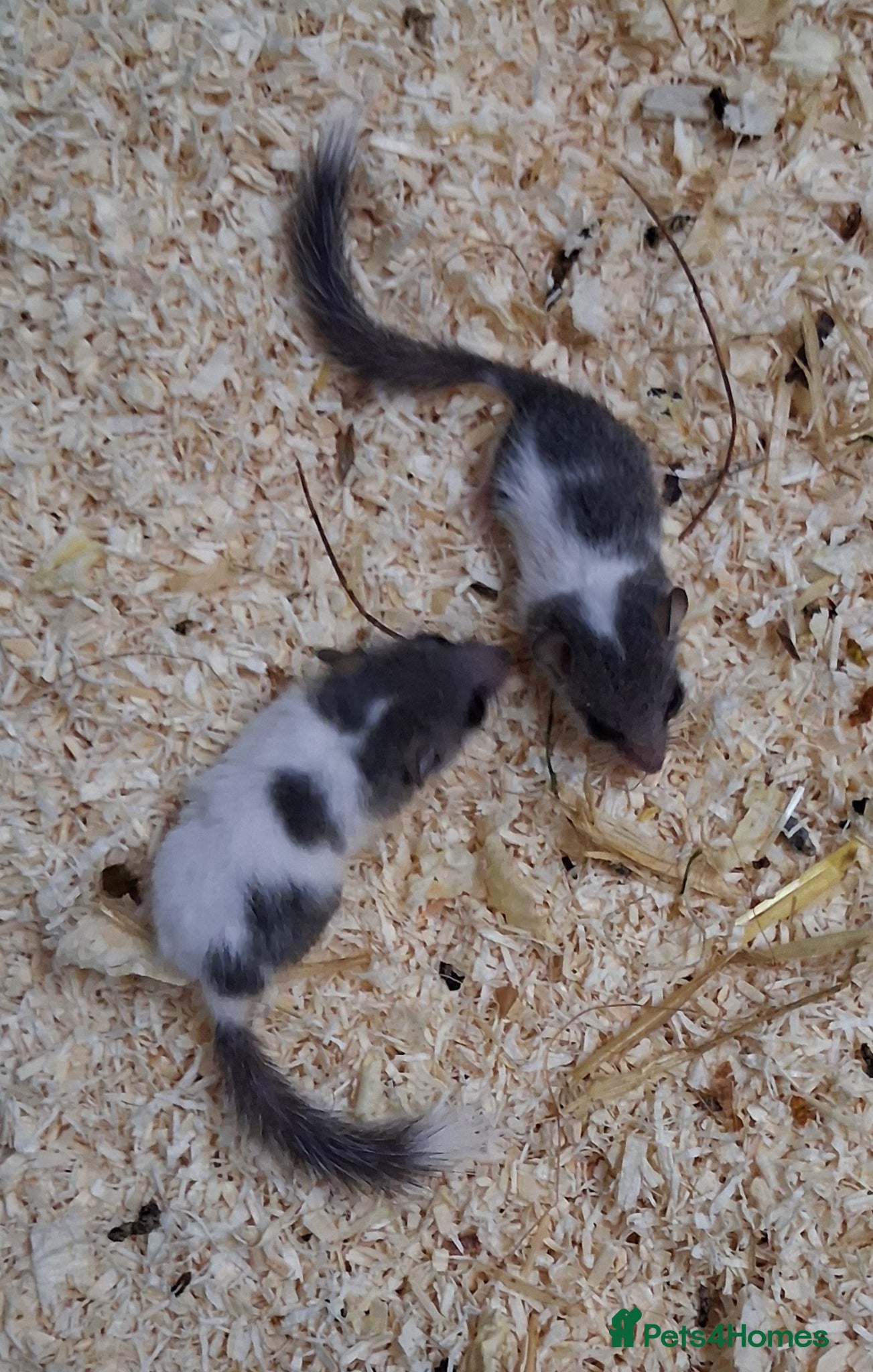 Mouse rodents for sale: Baby Pied African Door Mice  - Advert 4