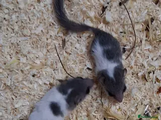 Mouse rodents for sale: Baby Pied African Door Mice - Advert 4