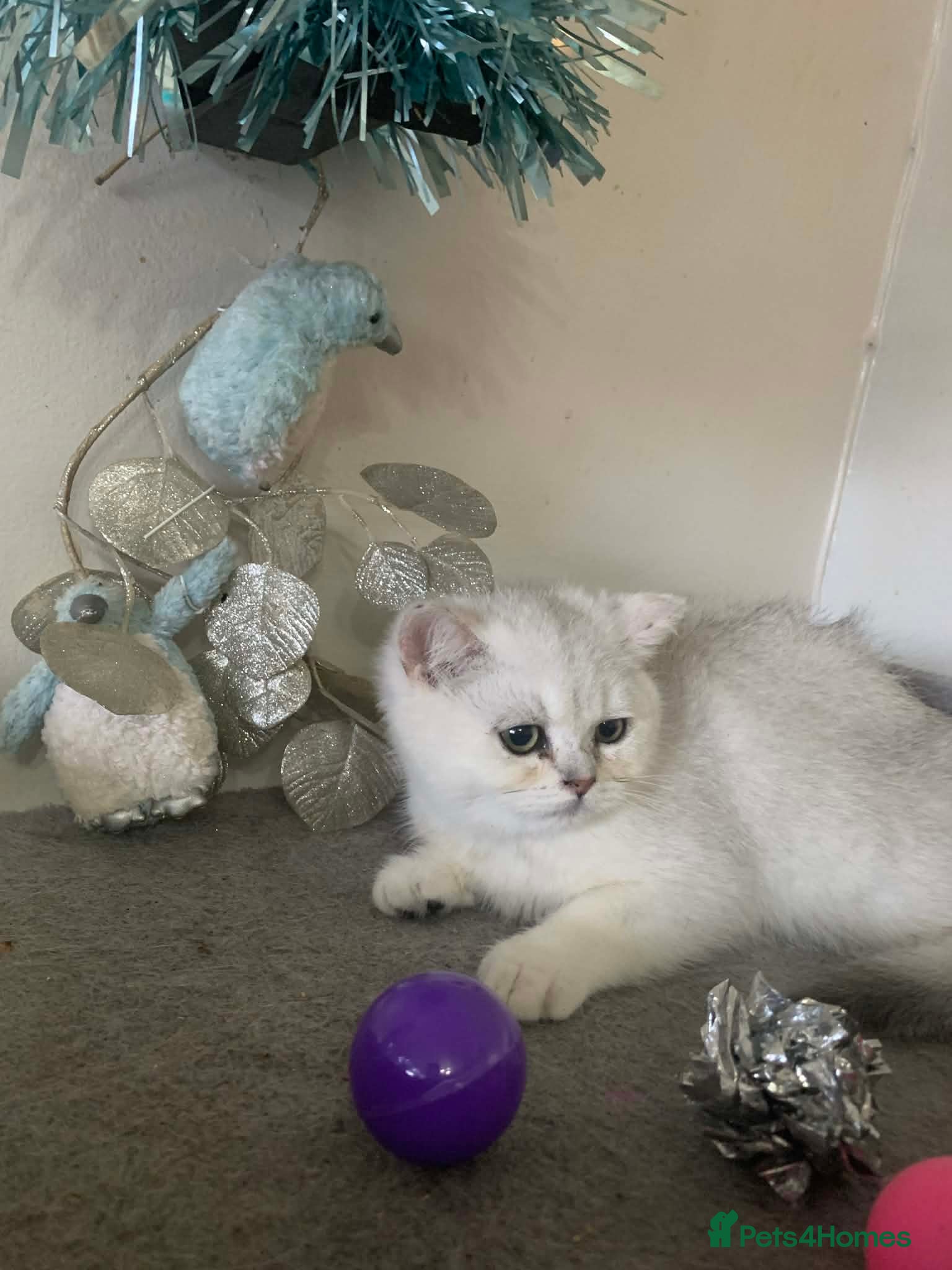 British Shorthair cats BSH Silver Shaded ( chinchilla) girl  - Advert 2