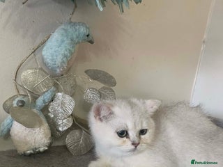 British Shorthair cats BSH Silver Shaded ( chinchilla) girl - Advert 9