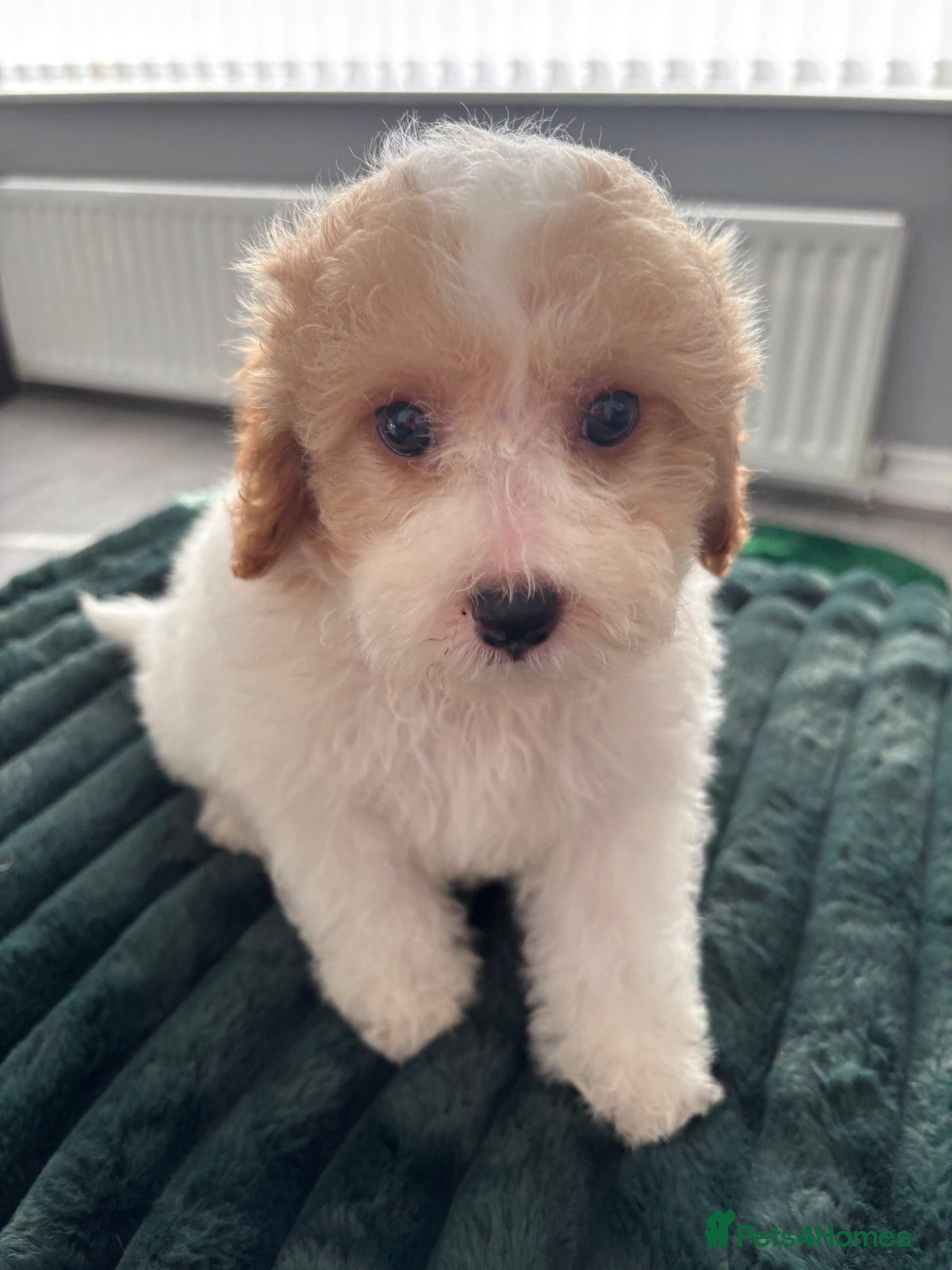 Cavapoo dogs tiny Cavapoo puppies 2 boys ready now  - Advert 1