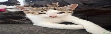 Domestic Shorthair 1