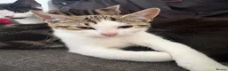 Domestic Shorthair cats for sale: 5 kittens for sale in Hayes - Advert 2