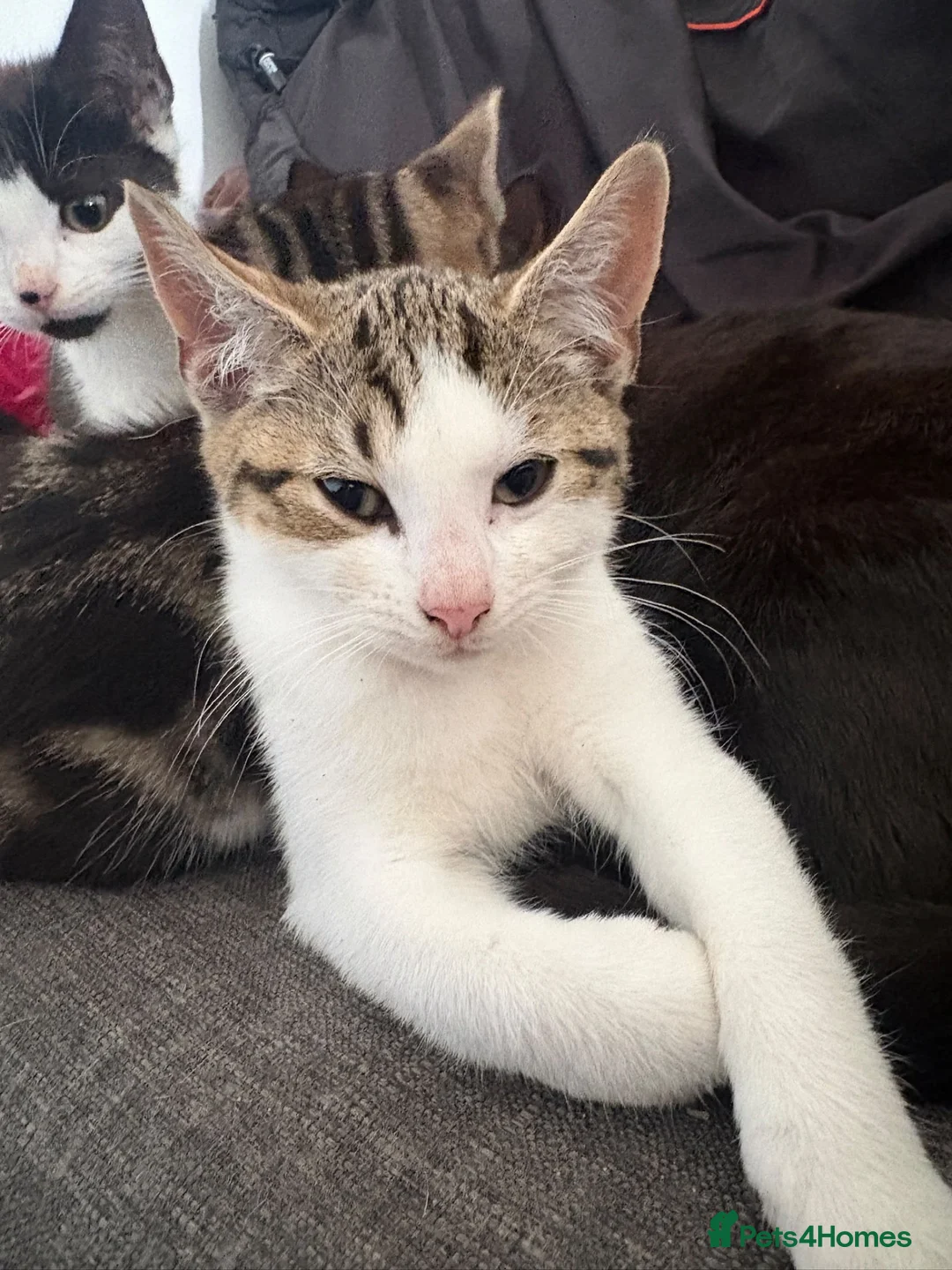 Domestic Shorthair cats for sale: 5 kittens for sale in Hayes - Advert 2