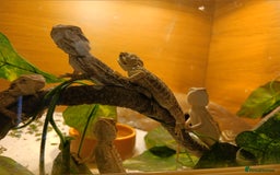 Bearded Dragon reptiles for sale: Stunning baby bearded dragons  - Image 5